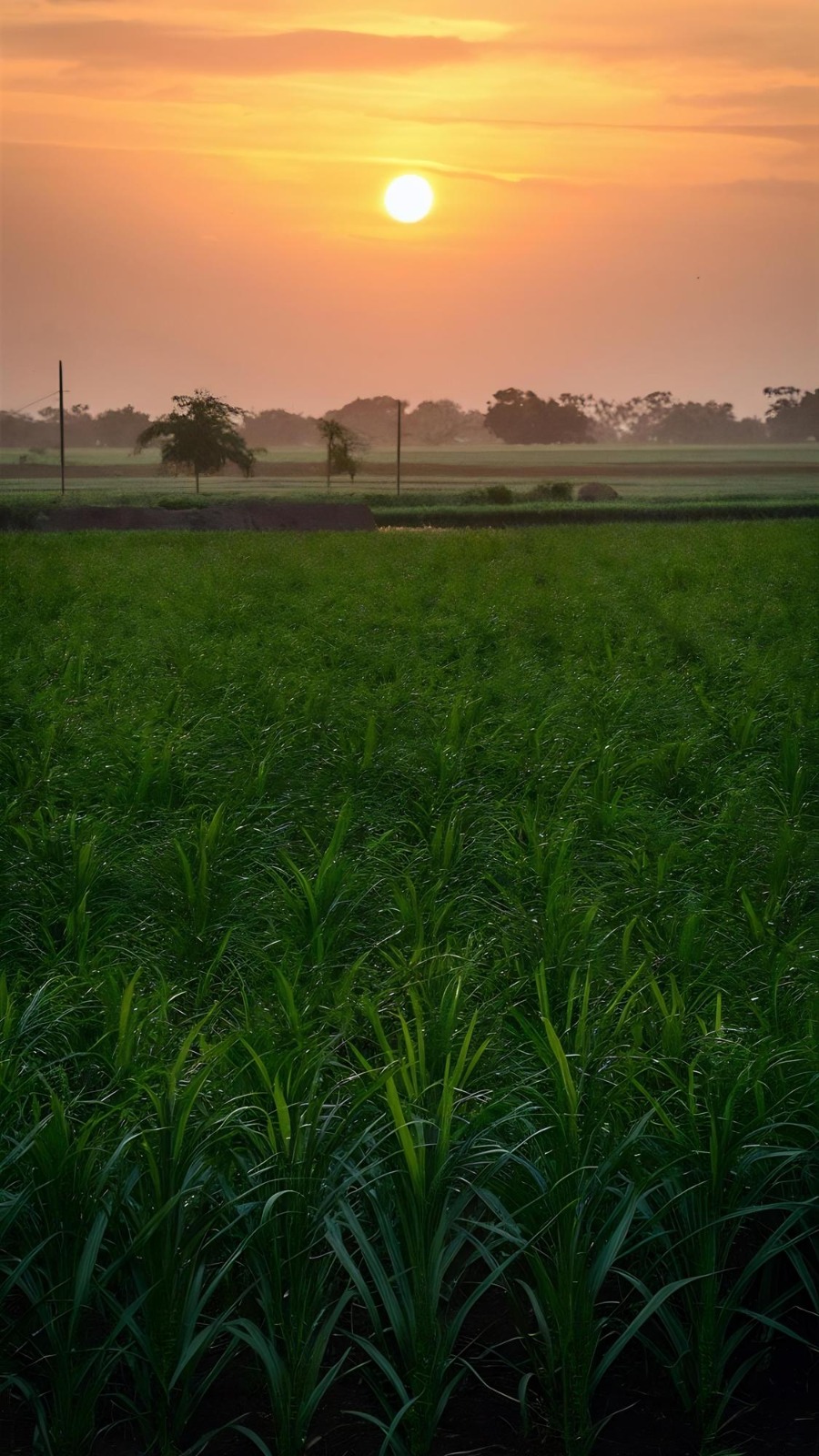 Farming